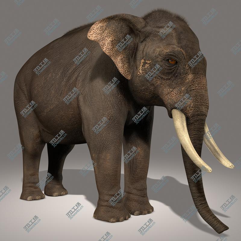 images/goods_img/2021040161/Asian Elephant (FUR)/3.jpg